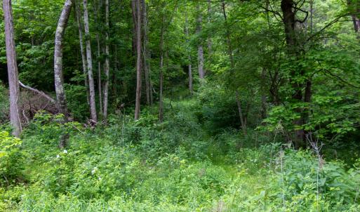 Photo #25 of Off Barton Spur Rd, Ferrum, VA 181.7 acres