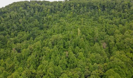 Photo #48 of Off Barton Spur Rd, Ferrum, VA 181.7 acres