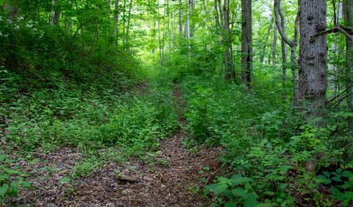 Photo #51 of Off Barton Spur Rd, Ferrum, VA 181.7 acres