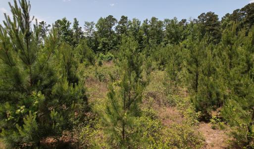 Photo #14 of Off Shannon Road, Shannon, NC 51.9 acres