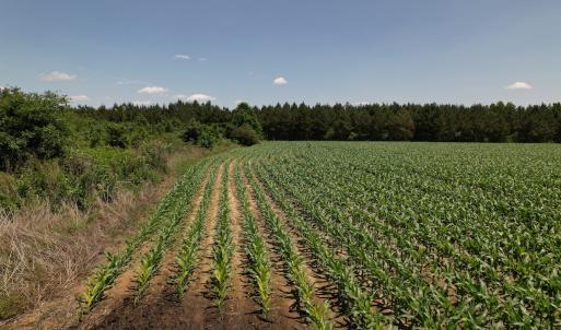 Photo #16 of Off Shannon Road, Shannon, NC 51.9 acres