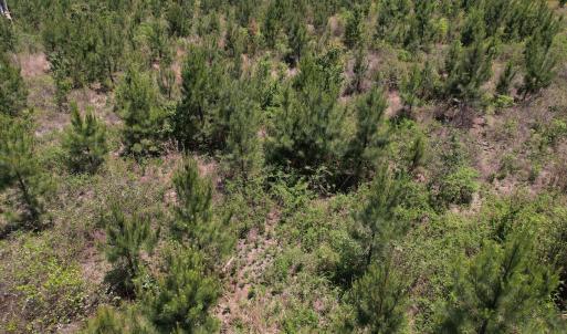 Photo #27 of Off Shannon Road, Shannon, NC 51.9 acres