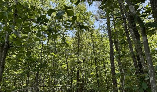 Photo #19 of Off Fodiesville Road, Shannon, NC 9.6 acres