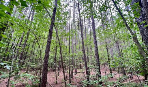 Photo #30 of 228 Farley Rd, Cameron, NC 30.1 acres