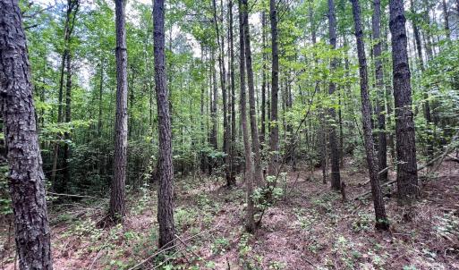 Photo #31 of 228 Farley Rd, Cameron, NC 30.1 acres