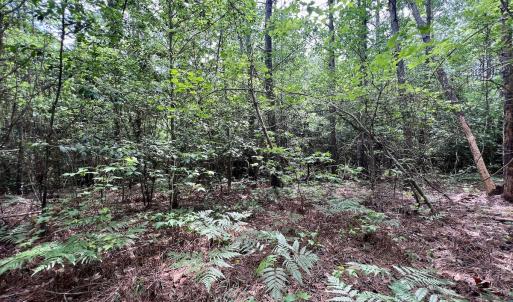 Photo #38 of 228 Farley Rd, Cameron, NC 30.1 acres