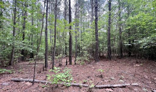 Photo #41 of 228 Farley Rd, Cameron, NC 30.1 acres