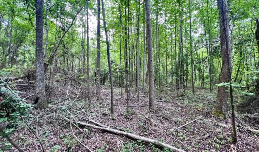 Photo #50 of 228 Farley Rd, Cameron, NC 30.1 acres