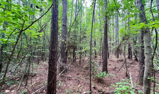 Photo #51 of 228 Farley Rd, Cameron, NC 30.1 acres