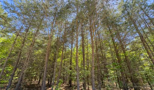 Photo #8 of Lot-4 - Off Wilson Road, Providence, NC 5.7 acres