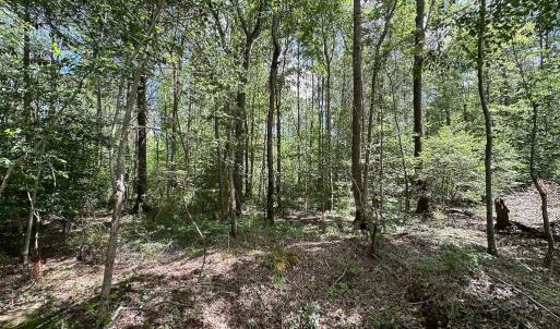 Photo #15 of Off Bobcat Ln, Franklin, VA 30.0 acres