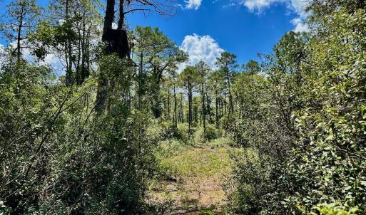 Photo #18 of SOLD property in Off Dunbar Canal Rd - Lot #44, Currituck, NC 60.0 acres