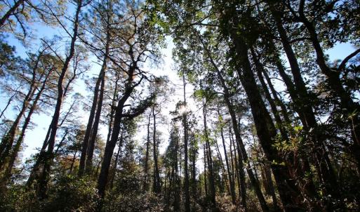Photo #41 of Off Dunbar Canal Rd - Lot #44, Currituck, NC 60.0 acres