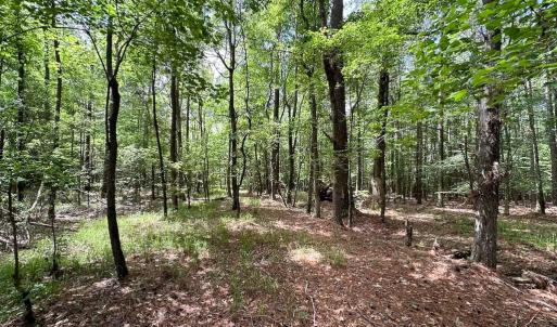 Photo #16 of Off Bobcat Ln, Franklin, VA 55.0 acres