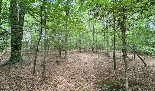 Photo #34 of Off Bobcat Ln, Franklin, VA 55.0 acres