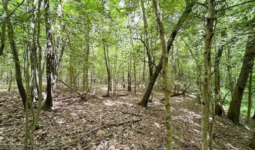 Photo #28 of Off Bobcat Ln, Franklin, VA 71.0 acres