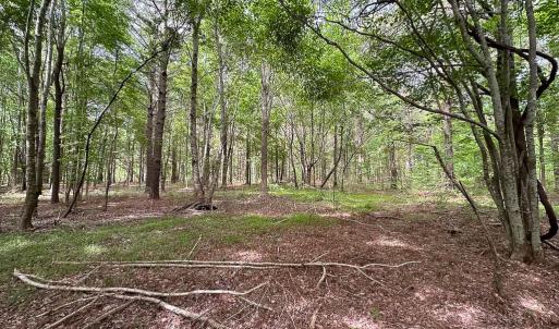 Photo #20 of Off Kegotank Rd, Nelsonia, VA 195.0 acres