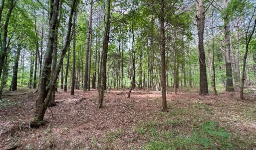 Photo #24 of Off Kegotank Rd, Nelsonia, VA 195.0 acres