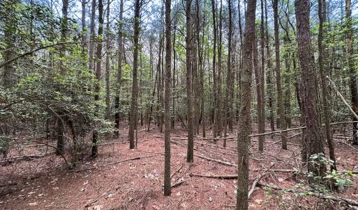 Photo #5 of Lot 7 - Off Kegotank Rd, Nelsonia, VA 1.7 acres