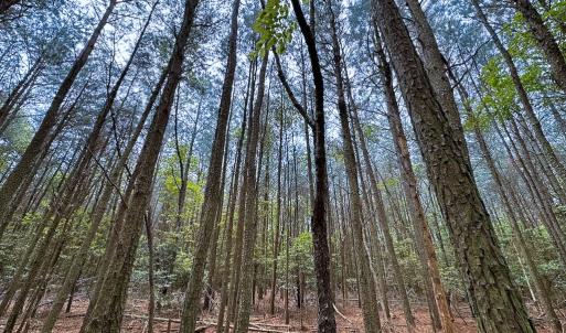 Photo #4 of Lot 8 - Off Kegotank Rd, Nelsonia, VA 1.7 acres