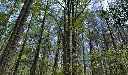 Photo #9 of Lot 8 - Off Kegotank Rd, Nelsonia, VA 1.7 acres