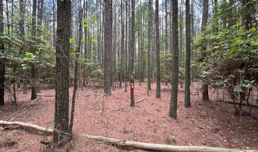 Photo #12 of Lot 8 - Off Kegotank Rd, Nelsonia, VA 1.7 acres