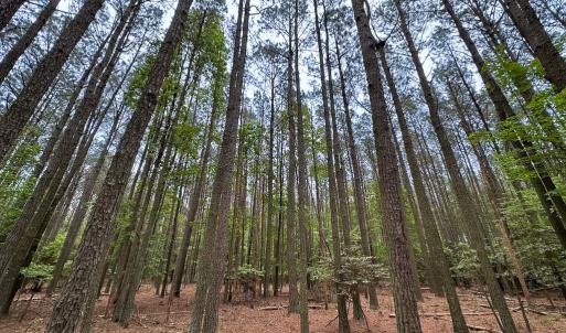 Photo #15 of Lot 8 - Off Kegotank Rd, Nelsonia, VA 1.7 acres