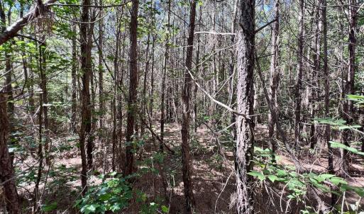 Photo #12 of Off Warrenton Embro Rd, Macon, NC 149.8 acres