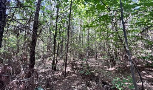 Photo #28 of Off Warrenton Embro Rd, Macon, NC 149.8 acres