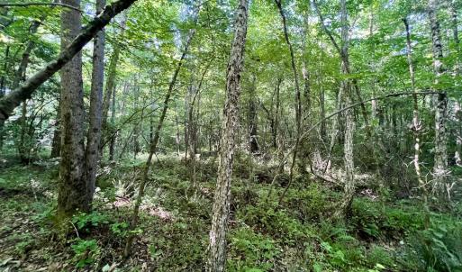 Photo #34 of Off Warrenton Embro Rd, Macon, NC 149.8 acres