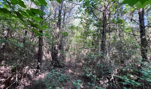 Photo #39 of Off Warrenton Embro Rd, Macon, NC 149.8 acres