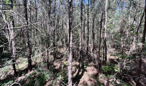 Photo #47 of Off Warrenton Embro Rd, Macon, NC 149.8 acres