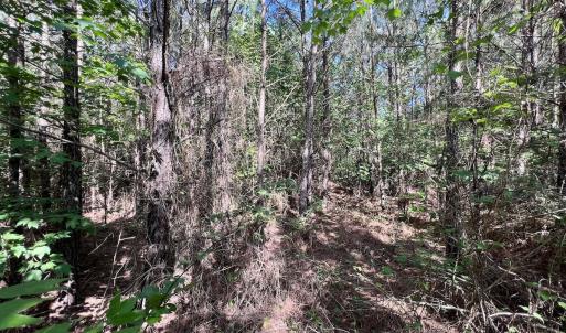 Photo #60 of Off Warrenton Embro Rd, Macon, NC 149.8 acres