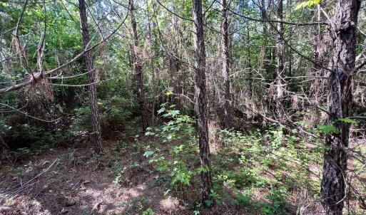 Photo #66 of Off Warrenton Embro Rd, Macon, NC 149.8 acres