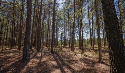 Photo #26 of 368 Soundside Rd, Columbia, NC 280.0 acres