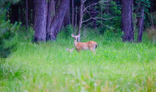 Photo #45 of 368 Soundside Rd, Columbia, NC 280.0 acres