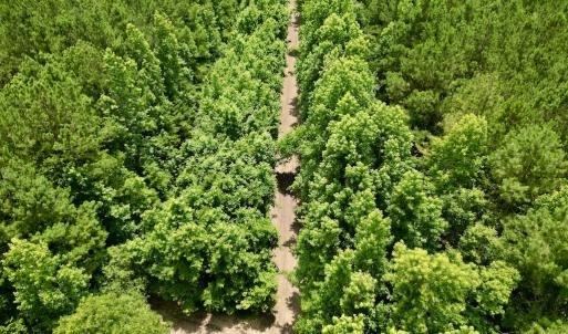 Photo #17 of Off Wilcox Ln, Vanceboro, NC 57.8 acres