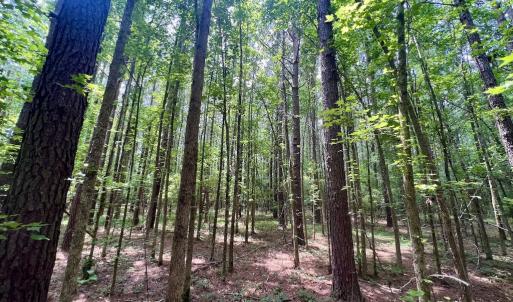 Photo #19 of Off Wilcox Ln, Vanceboro, NC 57.8 acres