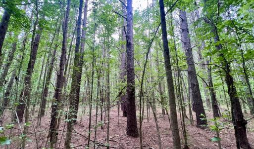 Photo #21 of Off Wilcox Ln, Vanceboro, NC 57.8 acres