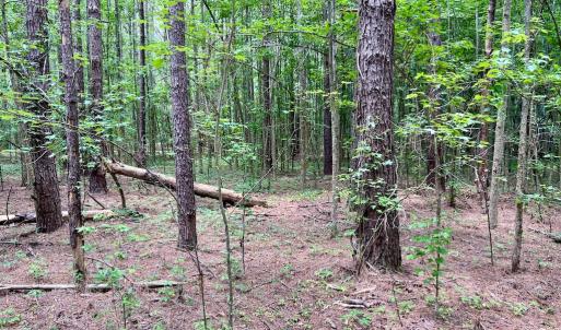 Photo #22 of Off Wilcox Ln, Vanceboro, NC 57.8 acres