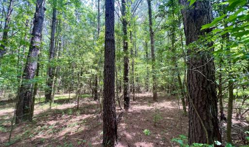 Photo #23 of Off Wilcox Ln, Vanceboro, NC 57.8 acres