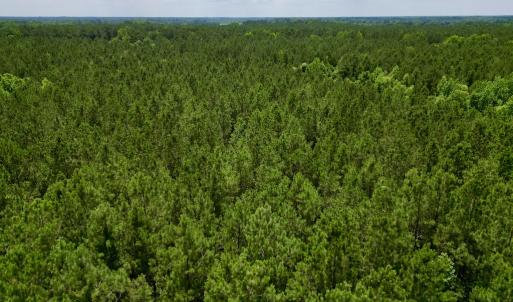 Photo #24 of Off Wilcox Ln, Vanceboro, NC 57.8 acres