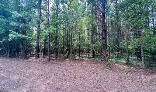 Photo #25 of Off Wilcox Ln, Vanceboro, NC 57.8 acres