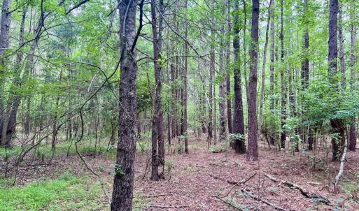 Photo #28 of Off Wilcox Ln, Vanceboro, NC 57.8 acres