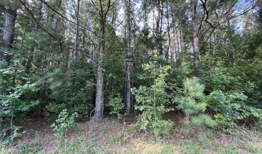 Photo #35 of Off Wilcox Ln, Vanceboro, NC 57.8 acres