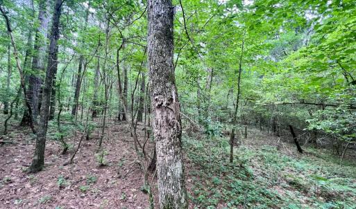 Photo #40 of Off Wilcox Ln, Vanceboro, NC 57.8 acres