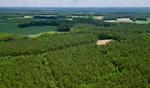 Photo #5 of Off Wilcox Ln, Vanceboro, NC 57.8 acres