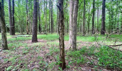 Photo #41 of Off Wilcox Ln, Vanceboro, NC 57.8 acres