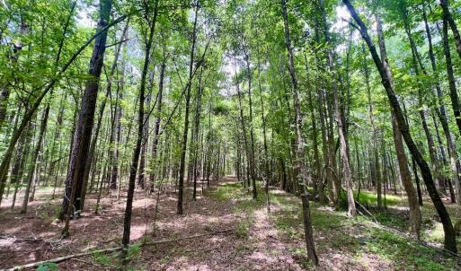 Photo #48 of Off Wilcox Ln, Vanceboro, NC 57.8 acres