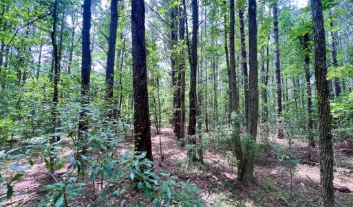 Photo #49 of Off Wilcox Ln, Vanceboro, NC 57.8 acres